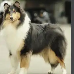 聪明高贵的宠物伴侣犬苏牧大型柯利犬