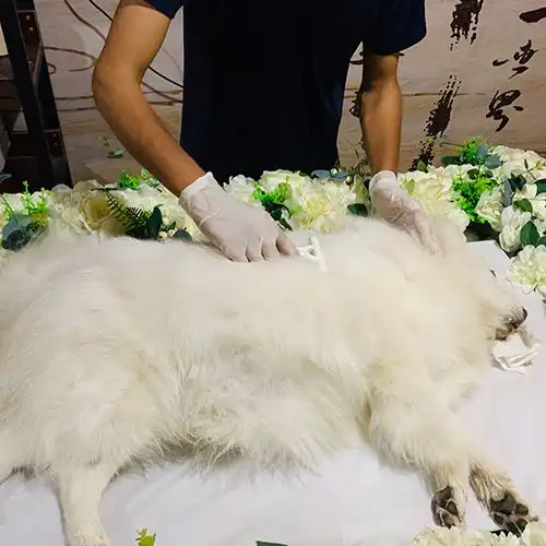 图成都宠物火化服务过程庄严,明标价码成都宠物服务