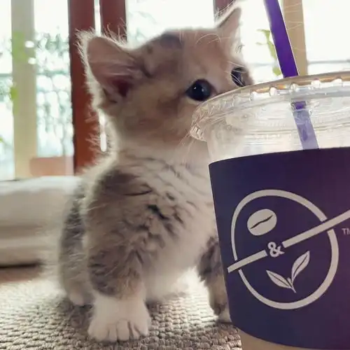 萌宠头像狂吸小猫猫