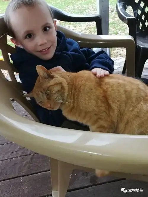 高情商猫咪花三年时间入驻自己想要的家
