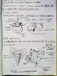 学医的妹子厉害了解剖学笔记惊艳走红