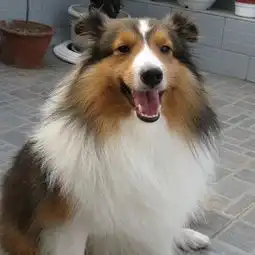 苏格兰牧羊犬拉肚子怎么办,苏牧拉稀怎么办