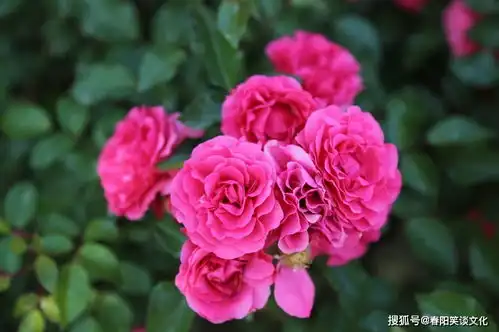 最有异性缘,不仅有美丽容貌,还桃花运旺盛从不缺追求者4大生肖