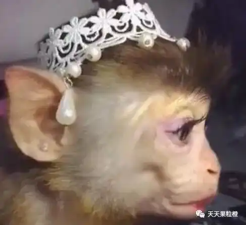 动物女子给猴子化完妆惊艳了,不少网友表示自己还没一只猴好看