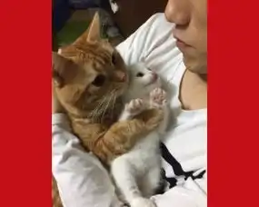 抱抱猫萌翻网友自带暖男光环熊抱小猫