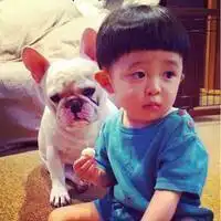 斗牛犬头像欧美微信头像图片大全