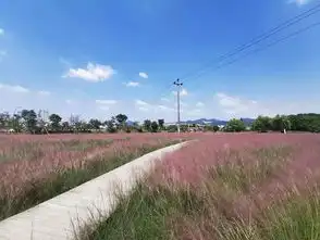 金华惊现粉色风暴如烟似纱少女心要爆棚啦