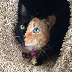 像这种猫的图片或头像