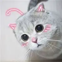 动物头像可爱猫带字微信头像图片大全
