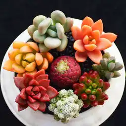 胖嘟嘟的多肉盆栽,萌化你的少女心