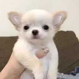 可爱搞怪的狗狗萌宠系列头像