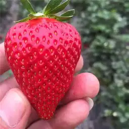 低价供应优质章姬草莓苗,红颜草莓苗,脱毒草莓苗,草莓苗,果农自销基地直供-黄页88网