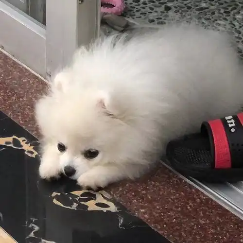 超可爱的狗狗头像,萌宠头像,保存起来
