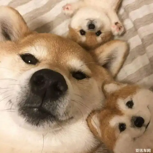 完美忠犬哈弗大狗用视觉强势狙击