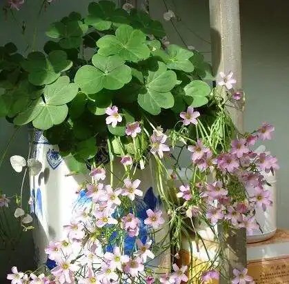 花盆里见到它,立即拔掉,不然花儿也难生存,盆里全是它