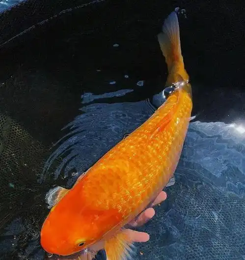 心理测试你喜欢哪条鱼,测你明年会不会如鱼得水
