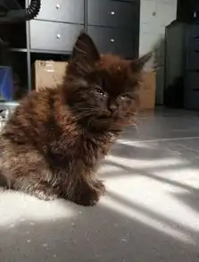 酷暑天睡在外面的棕色长毛小奶猫,被收留后竟然变色了