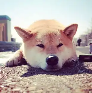 网络爆红小柴犬萌照来袭