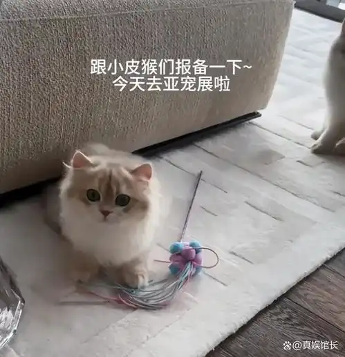 看了网友对黄晓明新女友的评价,才明白恋爱2年,他为何不敢官宣