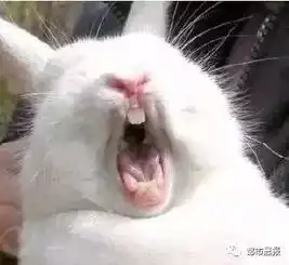 心疼兔子急了真咬人两岁女童食指被咬断三分之二
