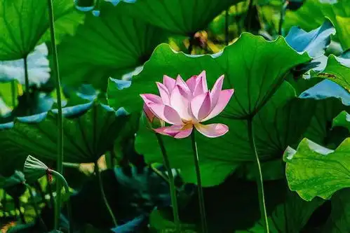 沉香如屑中的颜淡到底是什么花菡萏心又是什么东西