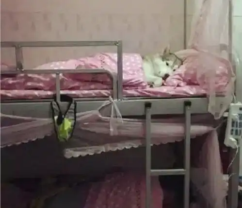 大学女生宿舍遭突查,违禁品多到可以开店,小寝室大容量