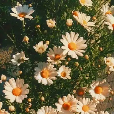 鲜花头像图片大全花束高清好看的头像