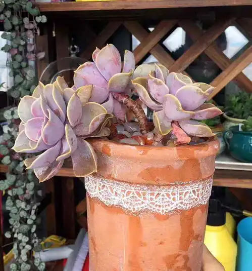 花盆选好了,花草活一半,现在就教你