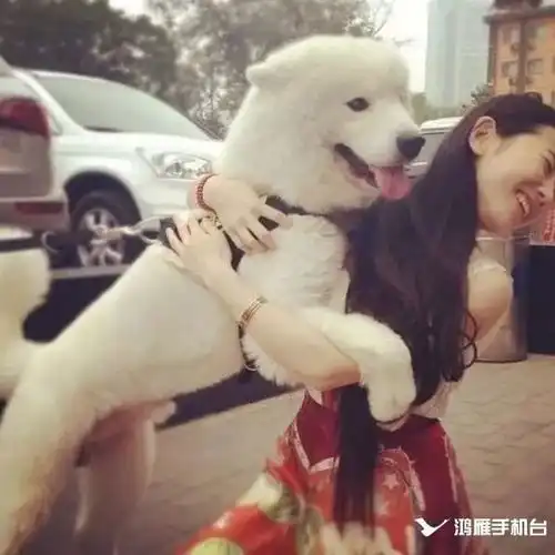 天赋河套之河套故事红柳地二板片