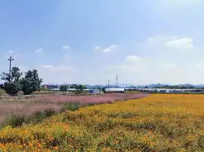 金华惊现粉色风暴如烟似纱少女心要爆棚啦