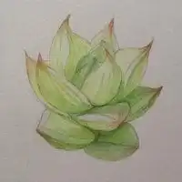 多肉头像的人性格微信头像图片大全