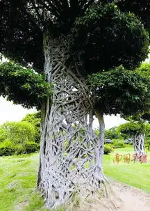 榕树能独木成林为何长得这么非主流14
