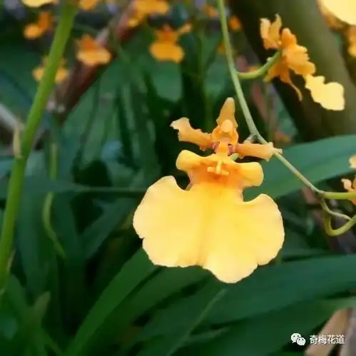 一位舞姿出众的女郎,却将深情隐藏在心底