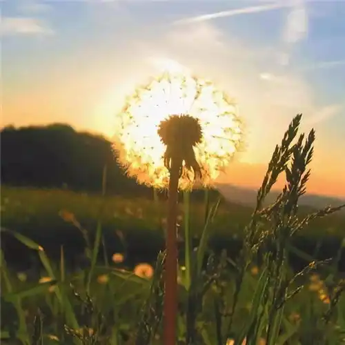 中老年头像大全微信吉利招财头像图片风景