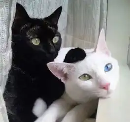 养一个孩子,比养20只猫还难