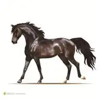 微信头像健壮的马微信头像图片大全