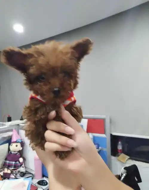 色胆包天小奶狗泰迪调戏公司女同事没想到泰迪小时候这么萌