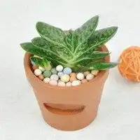 2018年属龙人招财植物头像微信头像图片大全