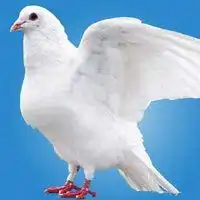 竞博体育jbo鸽子头像图片微信头像图片大全