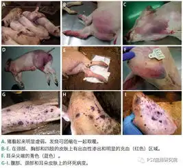 非洲猪瘟临床症状,有临床症状和解剖图片,快看