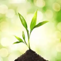 一颗小草的微信头像