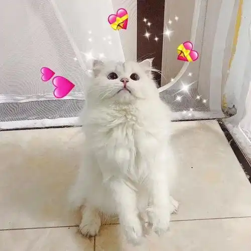 老猫是多少年的猫该怎么喂养呢
