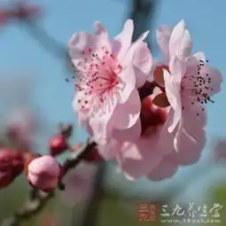 常喝三种花茶美颜又养生
