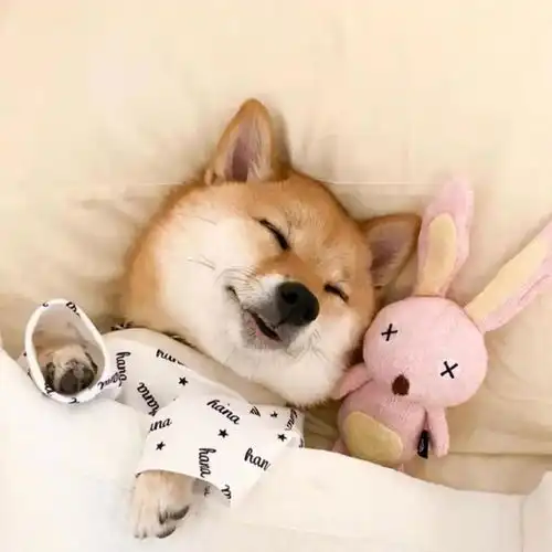 狗狗感冒怎么办该吃什么药记好备用