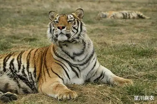 8月19日起,属虎属猴属鼠运势提醒,属虎掌握成功秘诀,实力发挥