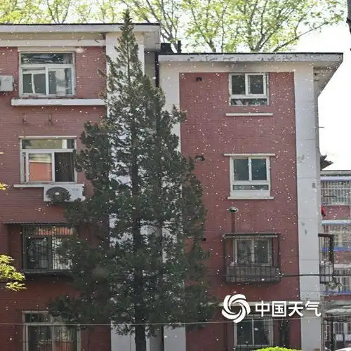 又见四月飞雪北京清明假期晴暖持续城区杨絮开始飘飞图片中国天气网