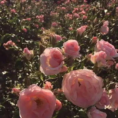 唯美鲜花图片这周你会收到一个风景静物头像我要个性网