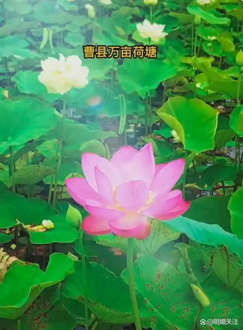 竟有这样的父母山东曹县万亩荷塘8岁女孩溺亡,家长行为惹怒网友