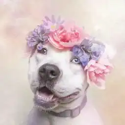 温柔野兽,谁说猛犬不柔情