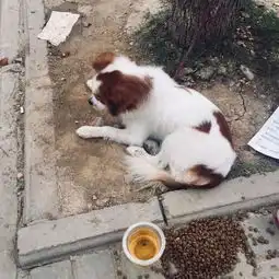 可怜狗狗被主人栓树上遗弃,一位大叔看后默默扛起狗粮带它回家